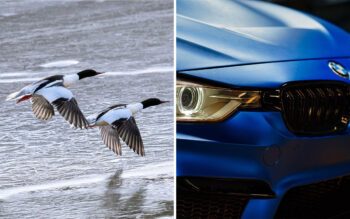 Mannen uppger att han behöver vara skriven på sitt fritidshus för att behålla rätten att jaga på öppet vatten. Hyreslägenheten har mest fungerat som uppställningsplats för mannens sommarbil under vinterhalvåret, enligt hyresvärden.