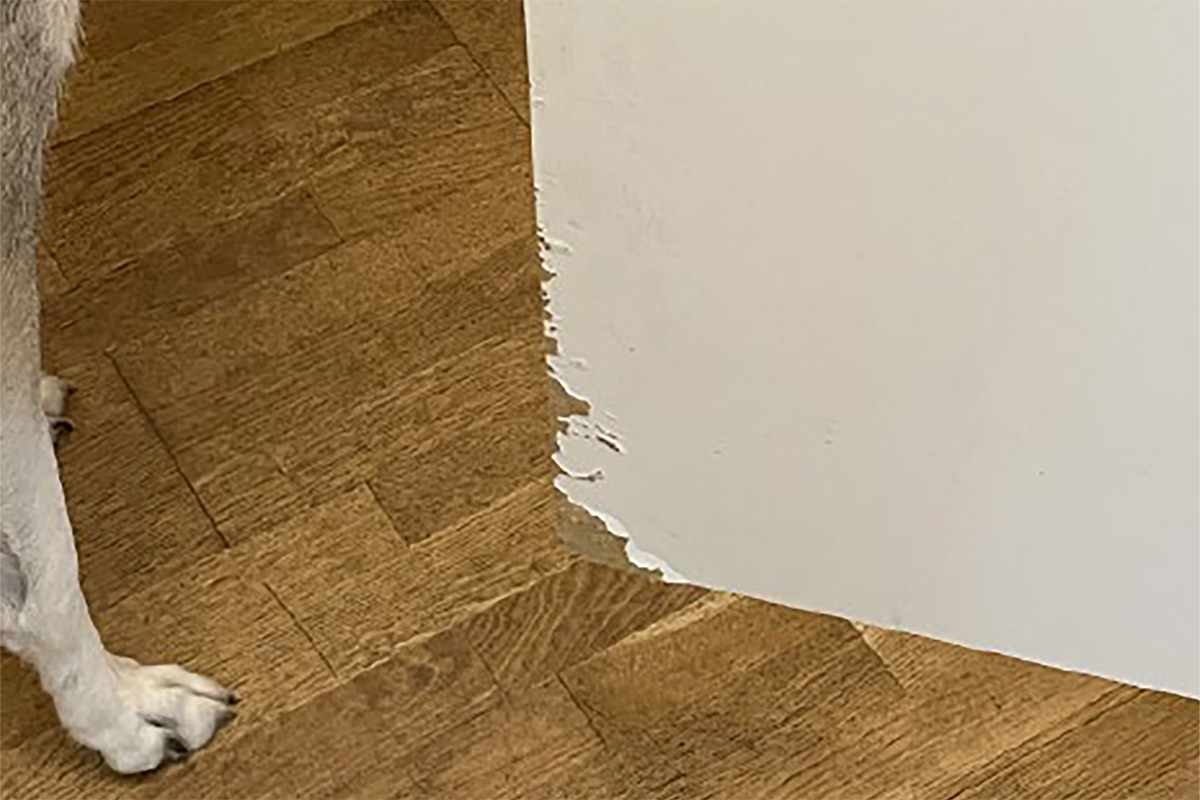 Valpar gnager gärna på saker. Två unga hundar innebar hårt slitage på lägenhetens hall.