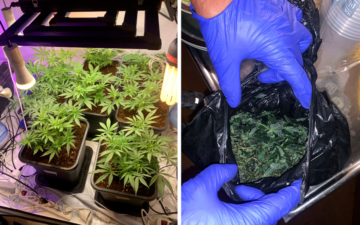Polisbilder på odling med cannabis