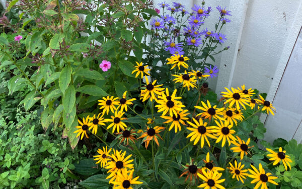 Närbild på höstflox och rudbeckia som blommar i en trädgård.