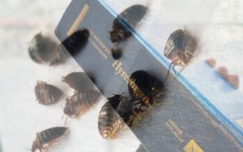 Bilden är ett montage och visar vägglöss och hyreslagen i bokform.