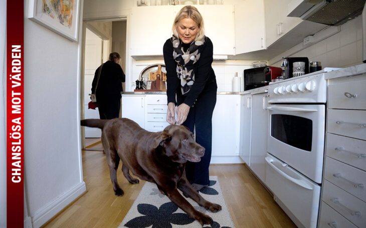 Gunilla Zachrisson Hosten bor i en trea med labradoren Diesel. Nu vill värden att hennes kök ska bli ett sovrum.