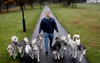 Carl Mikael Bengtsson och alla hans nio hundar av rasen Sibirian husky