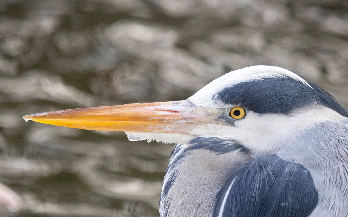 Närbild på en häger.