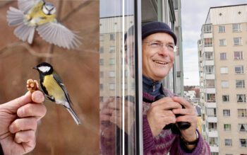 Småfåglar äter fågelmat från en hand. En man tittar ut från ett fönster med kikare i hand.