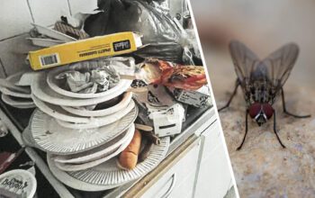 En hög med disk. En fluga.