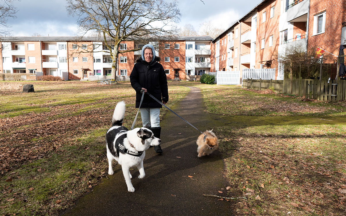 En äldre kvinna som har en husky och en pommeranian (hundar) i koppel och går i ett bostadsområde.
