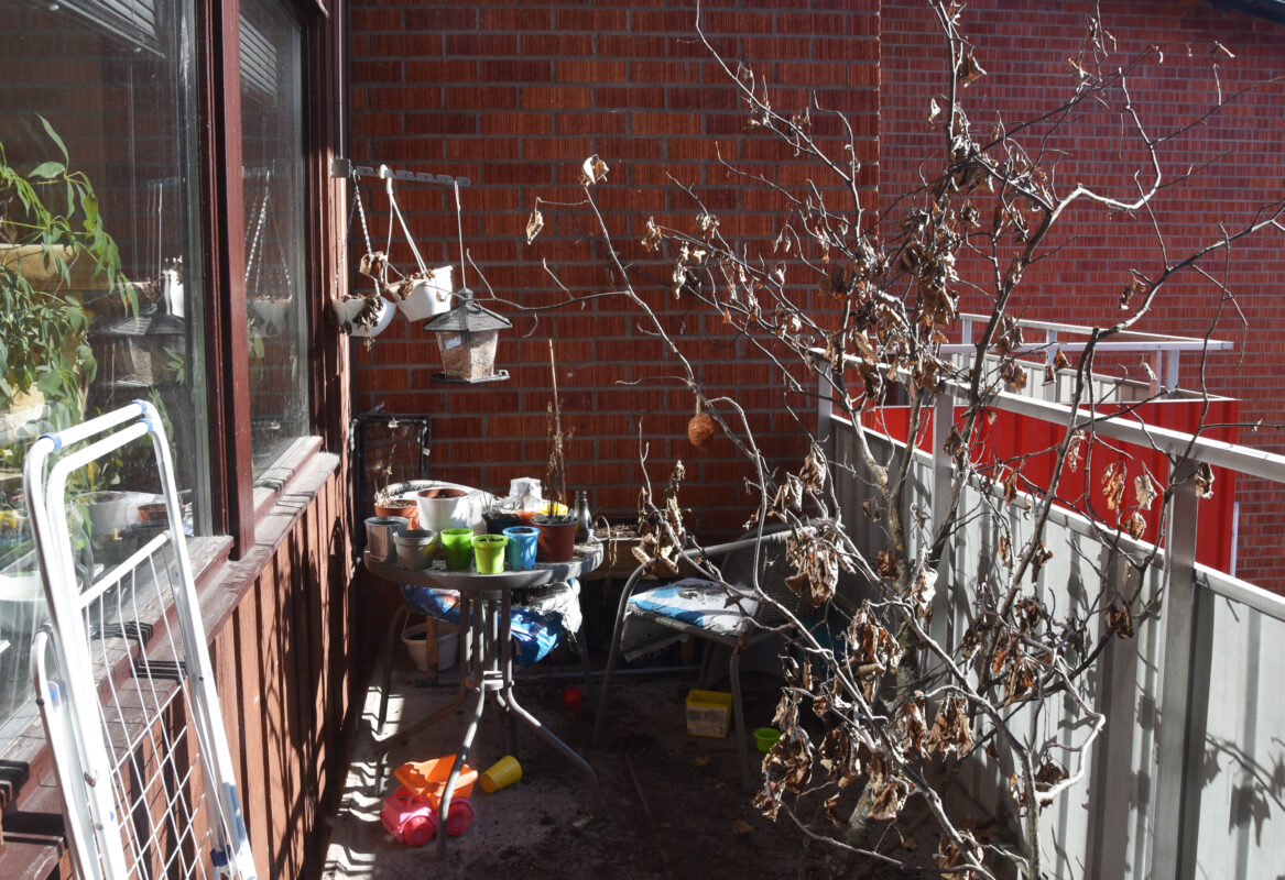 En trädkrona förvarad på en utomhusbalkong.