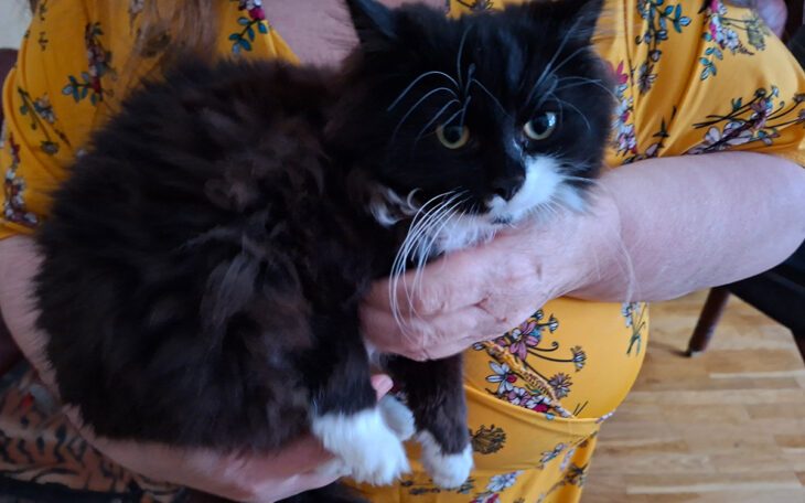En hårt beskuren bild där man ser en svart katt med vita tassar som ligger i famnen på en kvinna.