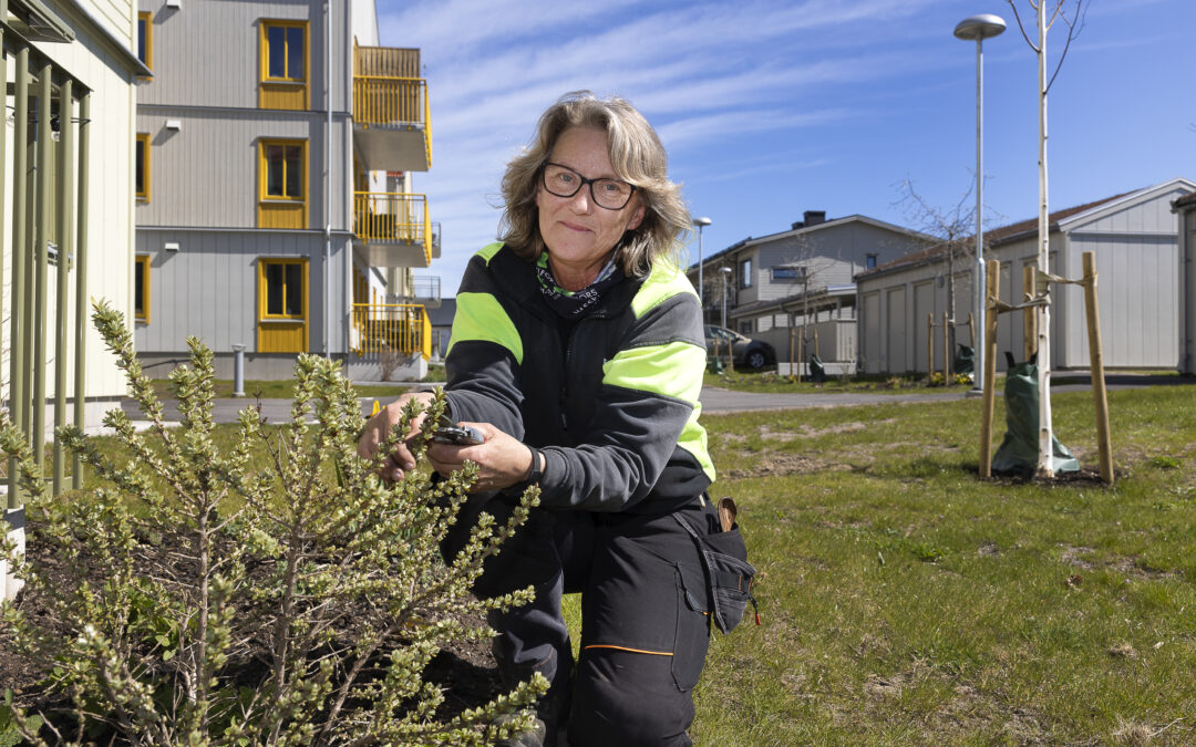 Trädgårdsmästare Anna Nyberg planerar hur Mörbylånga bostads ab:s växter ska planteras i torrt klimat.