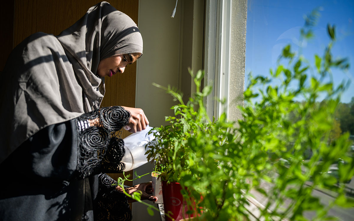 Bildtext: Aliya odlar egna tomater, paprika, koriander och blommor på fönsterbrädan i köket.