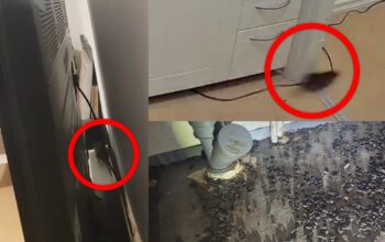Sattar Jebara har svårt att sova på natten på grund av att råttor springer runt i hans lägenhet – bakom tv:n, på golven och under diskbänken.