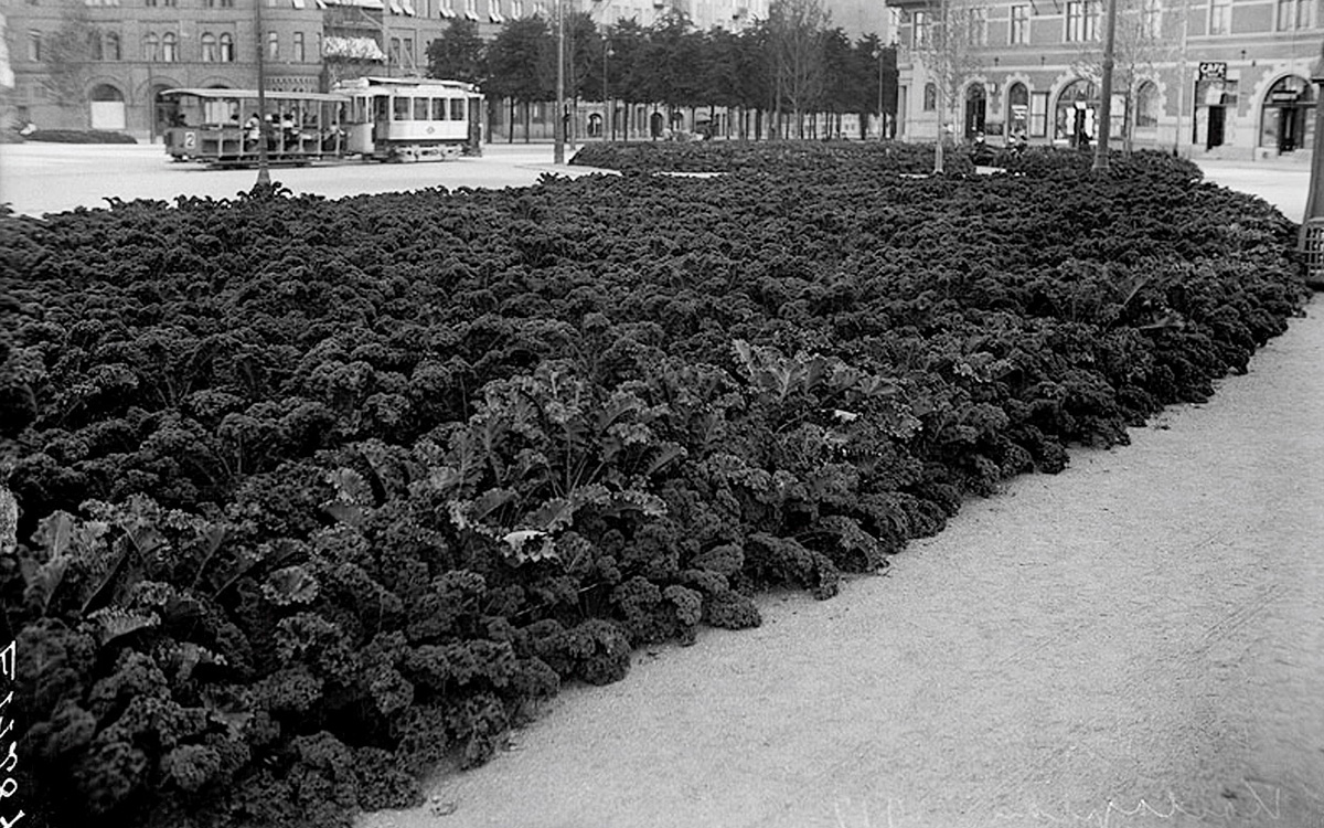 En över 100 år gammal, svartvit bild som visar en kålodling i stadsmiljö. I bakgrunden syns en spårvagn.