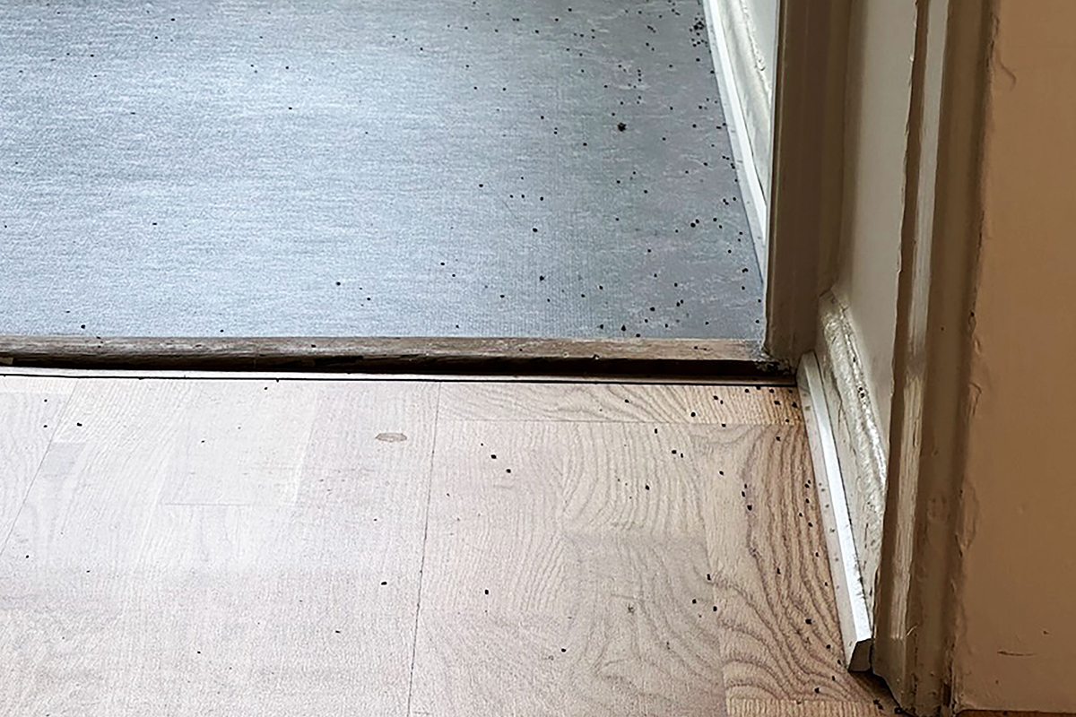 Efter saneringarna låg döda mjölbaggar längs väggarna.