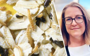 Ett stort angrepp av mjölbaggar hemma i lägenheten är ingen rolig historia. Jurist Ellinor Rapp tipsar om vad du ska tänka på i ett sådant läge.