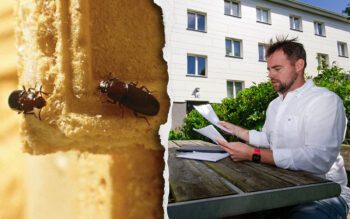 Anton Pettersson ville inte flytta in bland mjölbaggarna. Anticimex bedömde skadedjursangreppet som "stort", och fick sanera i tre omgångar.
