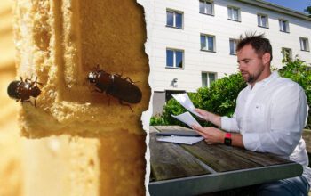 Anton Pettersson ville inte flytta in bland mjölbaggarna. Anticimex bedömde skadedjursangreppet som "stort", och fick sanera i tre omgångar.