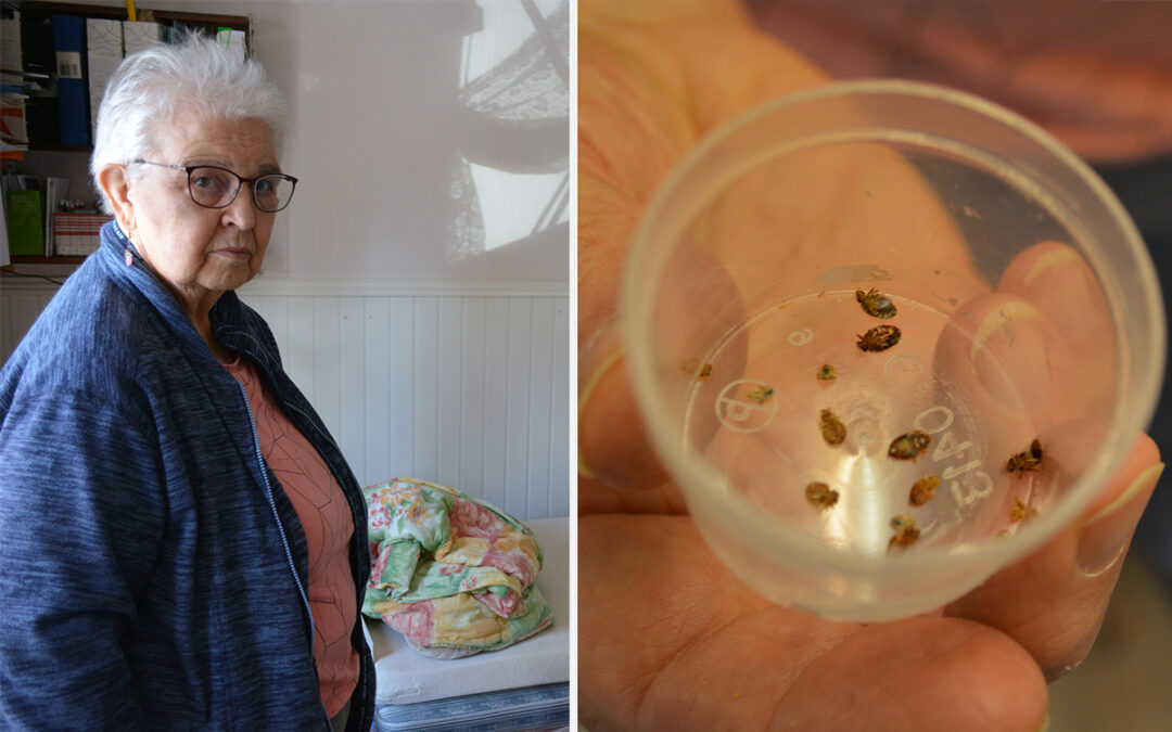 Rigmor Mörtsell har haft vägglöss i sin lägenhet i nio månader. "Jag jagar dem varje dag", säger hon och visar en ask med döda vägglöss.