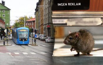 Stockholmsförorten Gröndal och en råtta.