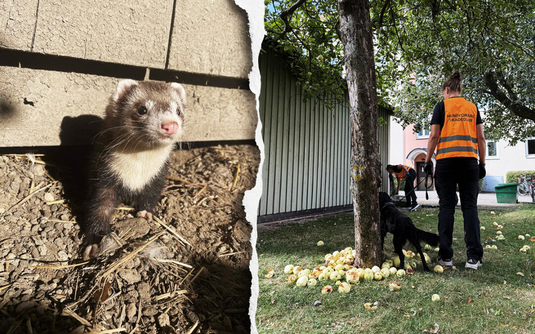Illern Agda på jakt efter råttor i Norrköping.