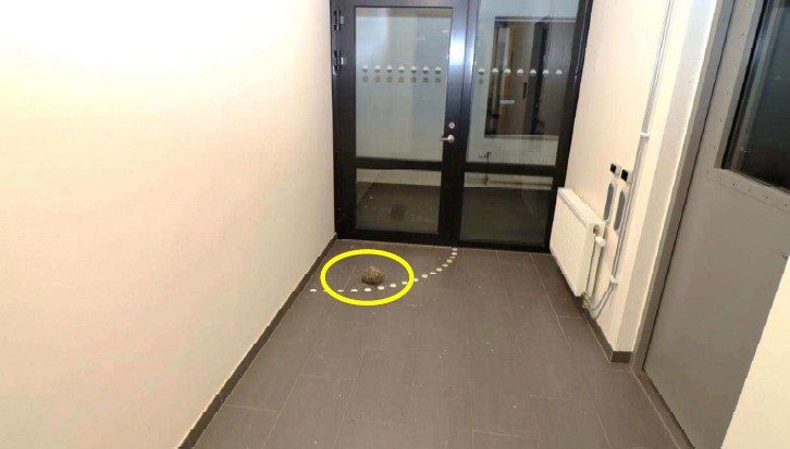 Stenen som tonåringen använde för att krossa rutan låg kvar i hyreshusets entré. 