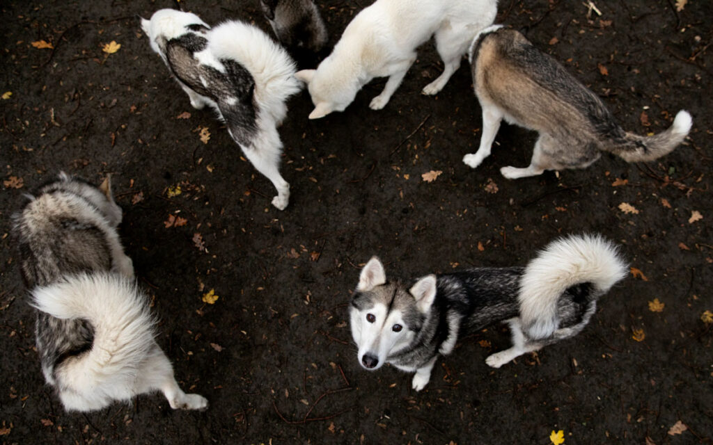 Carl Mikael Bengtssons hundar