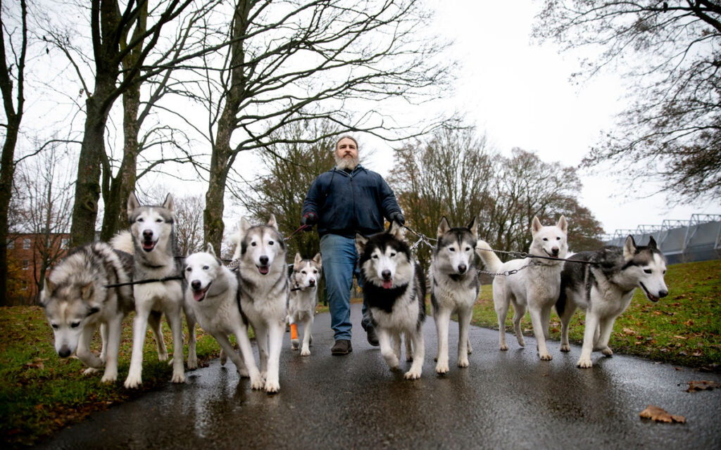 Carl Mikael Bengtsson är ute och går med sina nio Sibirian huskies.