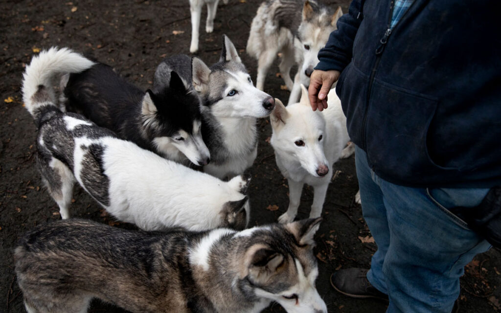 Carl Mikael Bengtsson och hans Sibirian huskies.