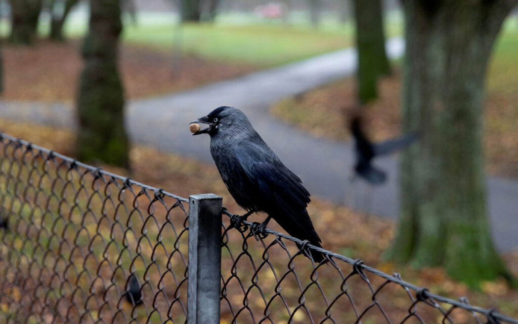 Kajan Hugo brukar göra hundarna sällskap i hundrastgården.