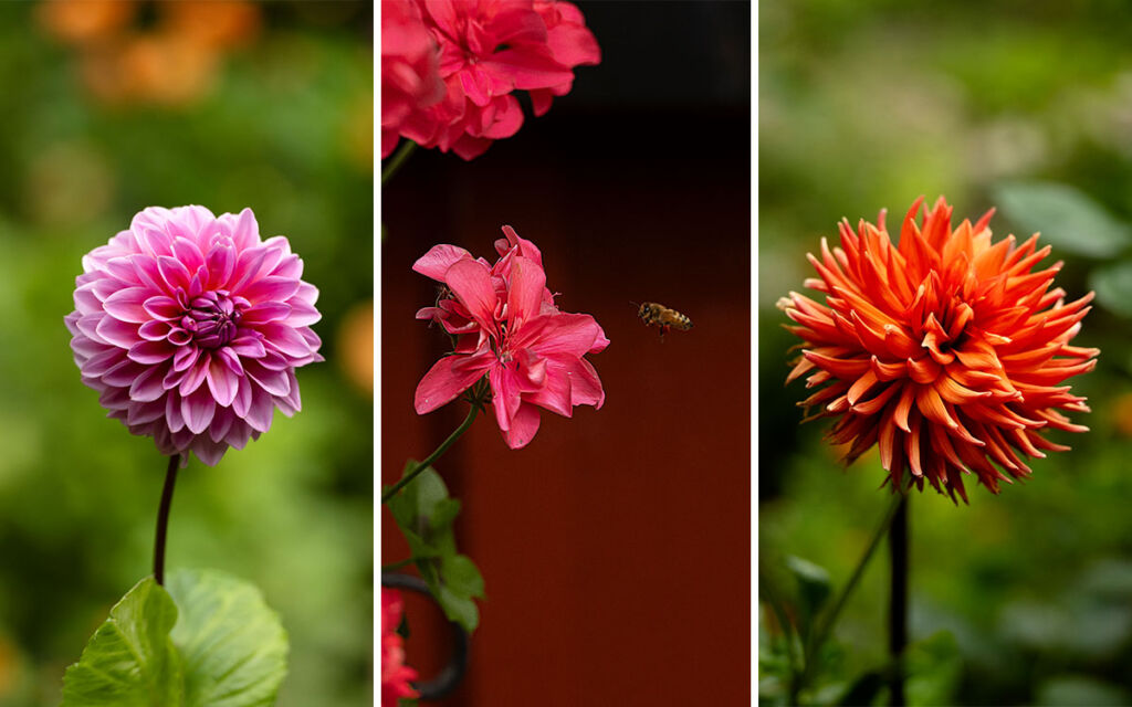 tomat-blommor Foton på dahlior som växer på Abdullahs kolonilott.