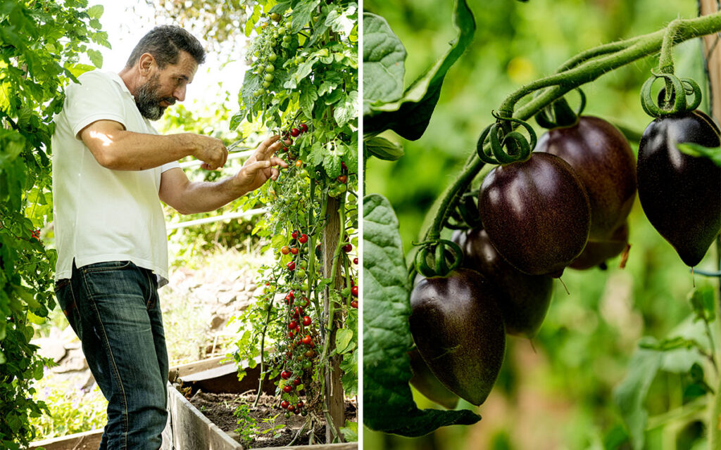 tomat-klipp Abdullah Almassri beskär en tomatplanta.