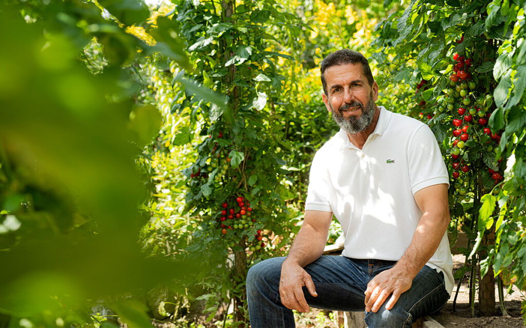 tomat-sitter Abdullah Almassri sitter bland sina tomatplantor